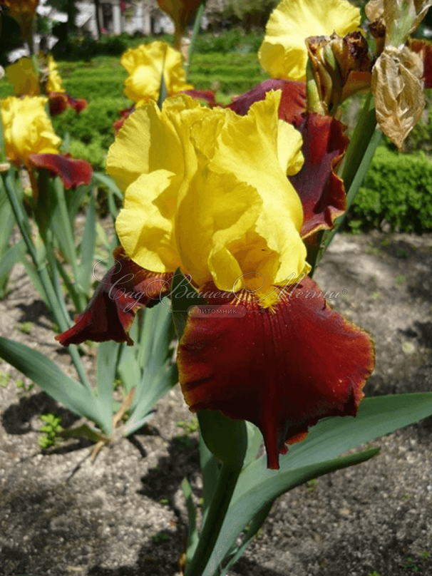 Ирис "Андалу" (Iris Andalou) — фото 3