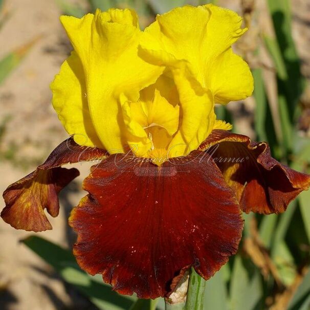 Ирис "Андалу" (Iris Andalou) — фото 4