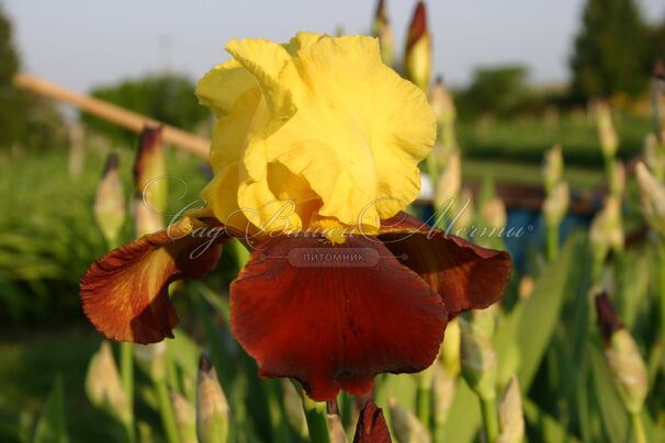 Ирис "Андалу" (Iris Andalou) — фото 5