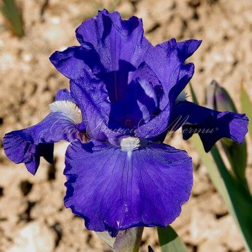 Ирис "Анкр Блё" (Iris Encre Bleue) — фото 2