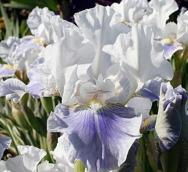 Ирис "Антарктик" (Iris Antarctique) — фото 3