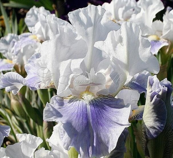 Ирис "Антарктик" (Iris Antarctique) — фото 3