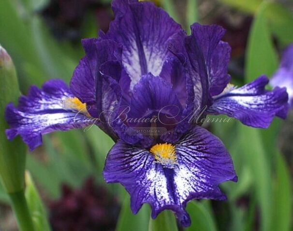 Ирис "Антикс" (Iris Antics) — фото 2