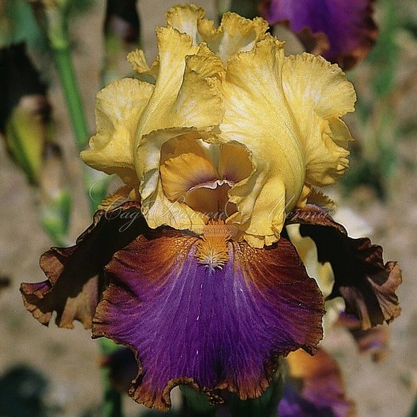 Ирис "Антрепид" (Iris Intrepide) — фото 2