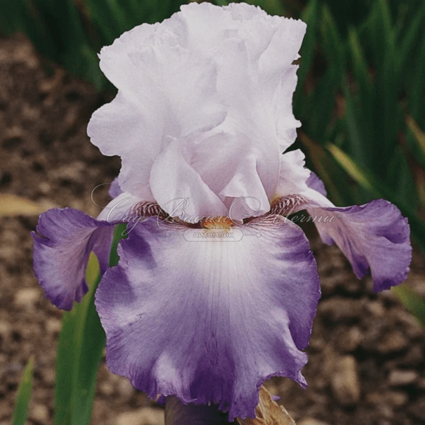 Ирис "Астрид С." (Iris Astrid C.) — фото 3