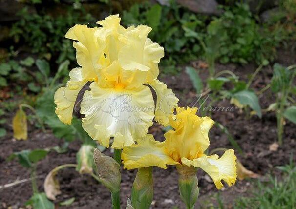 Ирис "Биг Диппер" (Iris Big Dipper) — фото 2