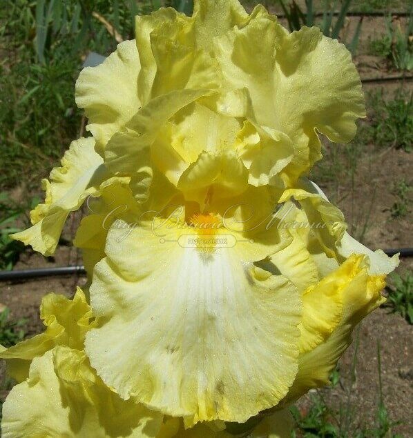 Ирис "Биг Диппер" (Iris Big Dipper) — фото 4