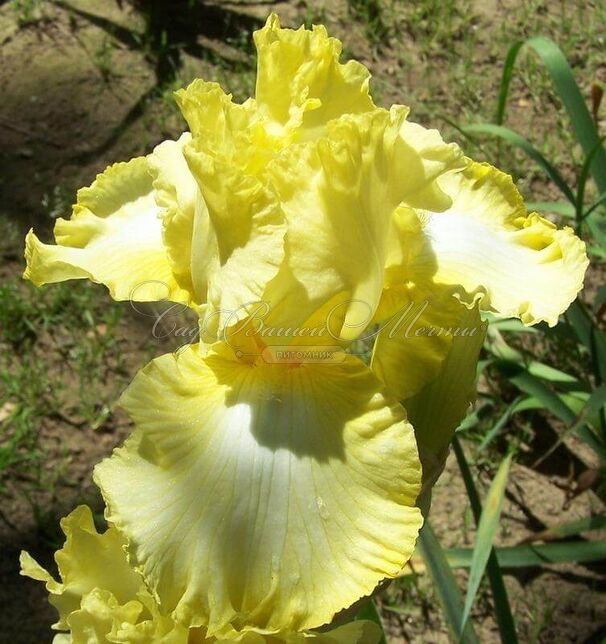 Ирис "Биг Диппер" (Iris Big Dipper) — фото 5