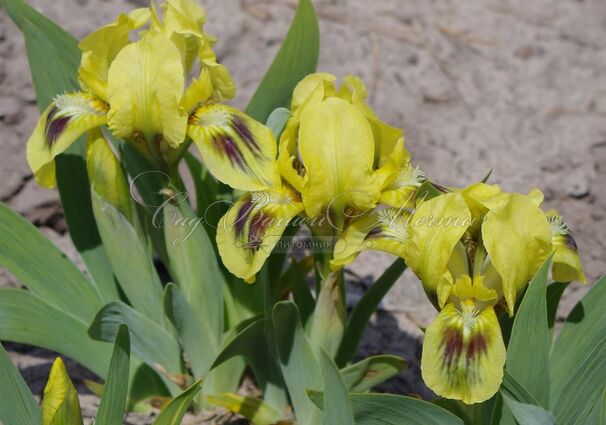 Ирис "Бии Уингс" (Iris Bee Wings) — фото 3