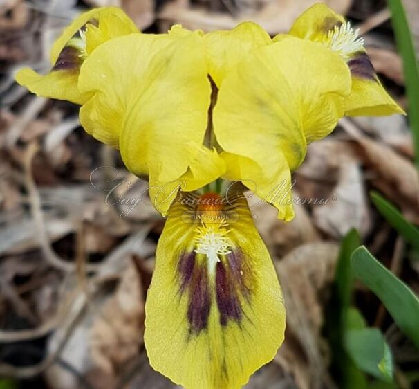 Ирис "Бии Уингс" (Iris Bee Wings) — фото 4