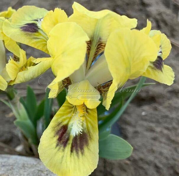 Ирис "Бии Уингс" (Iris Bee Wings) — фото 5