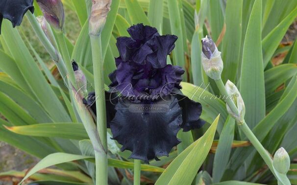 Ирис "Блэк ис Блэк" (Iris Black Is Black) — фото 2