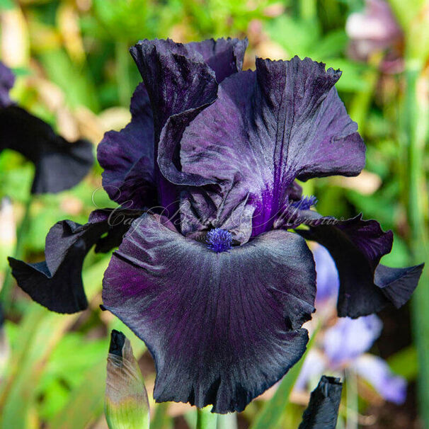 Ирис "Блэк Сьютед" (Iris Black Suited) — фото 3