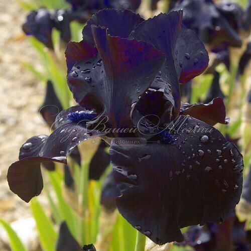 Ирис "Блэк Сьютед" (Iris Black Suited) — фото 5