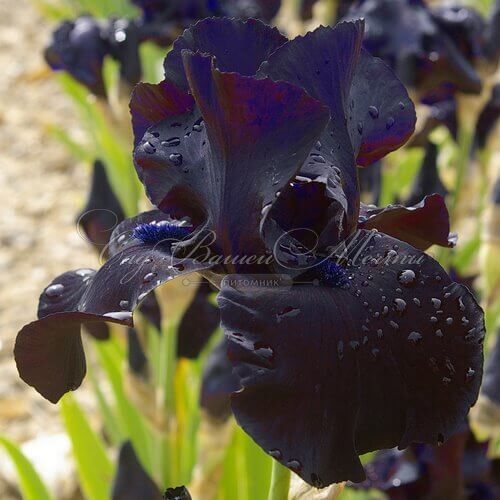 Ирис "Блэк Сьютед" (Iris Black Suited) — фото 5