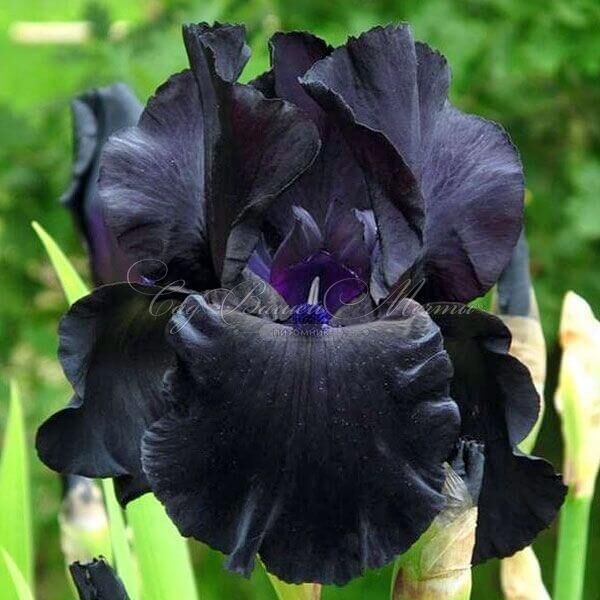 Ирис "Блэк Сьютед" (Iris Black Suited) — фото 6