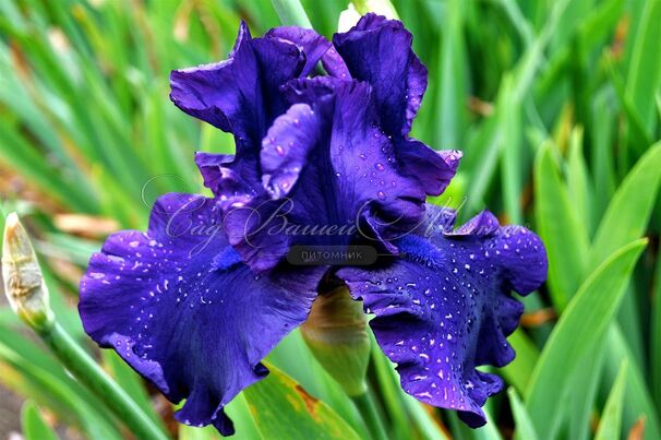 Ирис "Блю Крусайдер" (Iris Blue Crusader) — фото 3