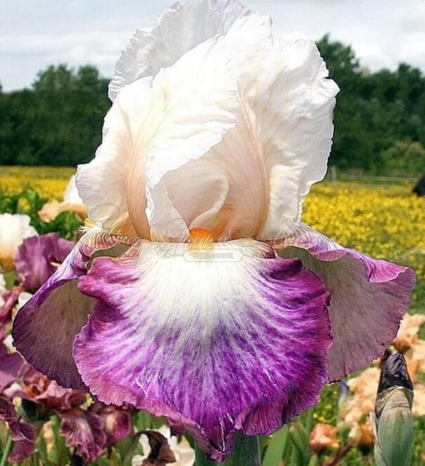 Ирис "Болд Фэшн" (Iris Bold Fashion) — фото 5