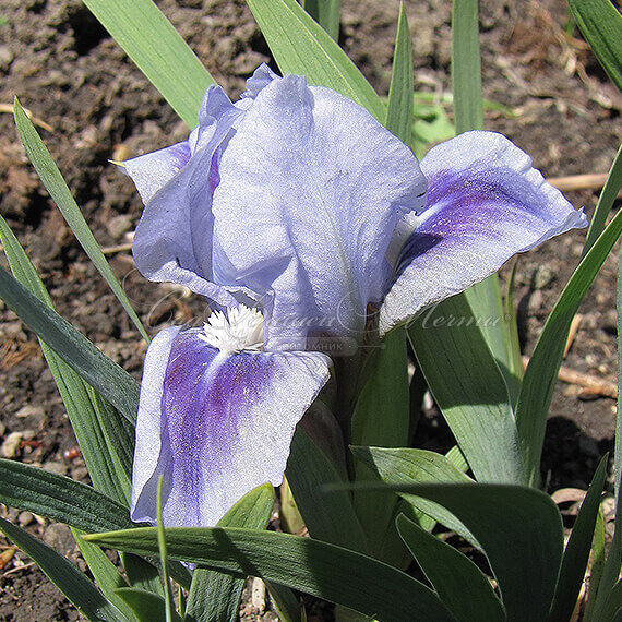 Ирис "Бонни Бэйб" (Iris Bonnie Babe) — фото 2
