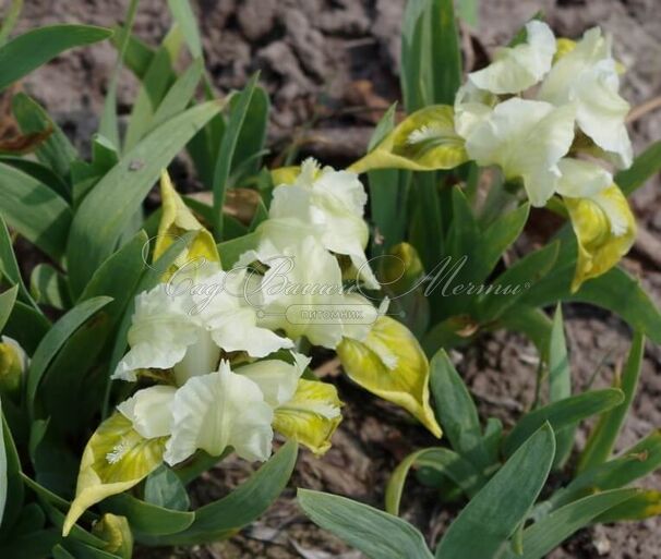Ирис "Брайт Спринг" (Iris Bright Spring) — фото 2