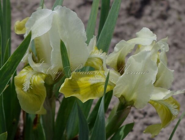Ирис "Брайт Спринг" (Iris Bright Spring) — фото 3