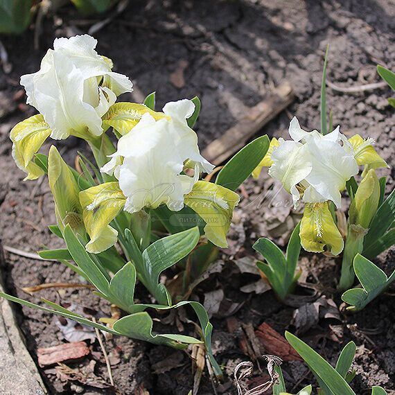 Ирис "Брайт Спринг" (Iris Bright Spring) — фото 4