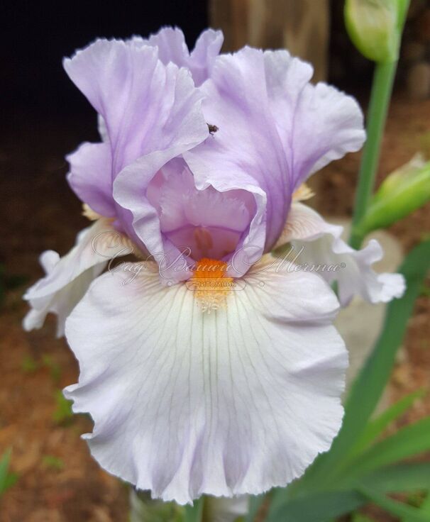 Ирис "Бэлджиан Принцес" (Iris Belgian Princess) — фото 2