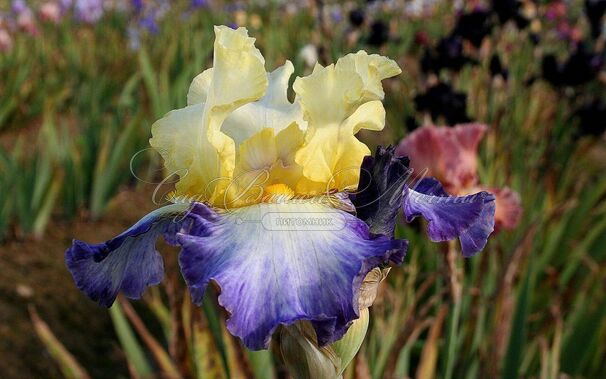 Ирис "Бэль Авенир" (Iris Bel Avenir) — фото 3