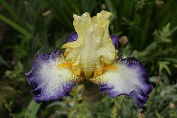 Ирис "Бэль Авенир" (Iris Bel Avenir) — фото 4