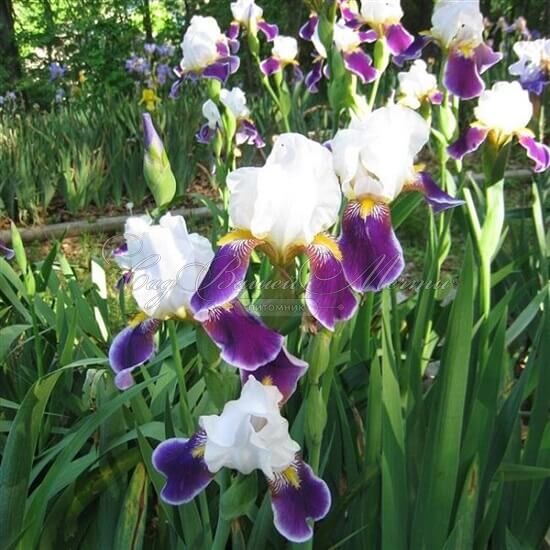 Ирис "Вабаш" (Iris Wabash) — фото 2