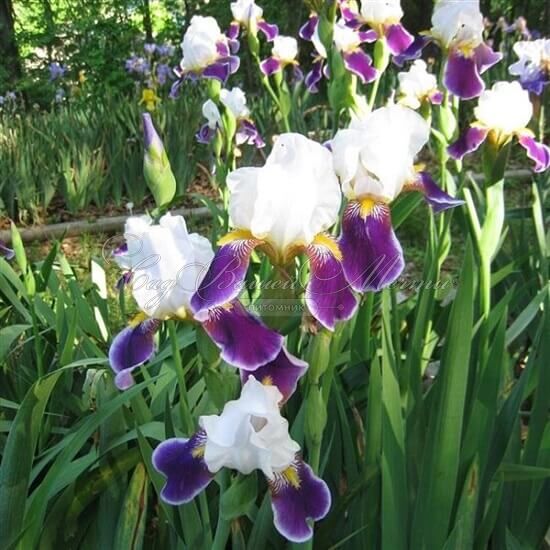 Ирис "Вабаш" (Iris Wabash) — фото 2