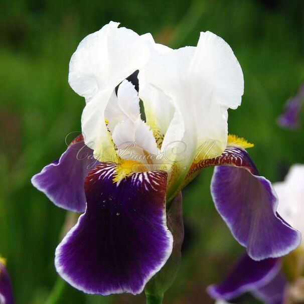 Ирис "Вабаш" (Iris Wabash) — фото 4