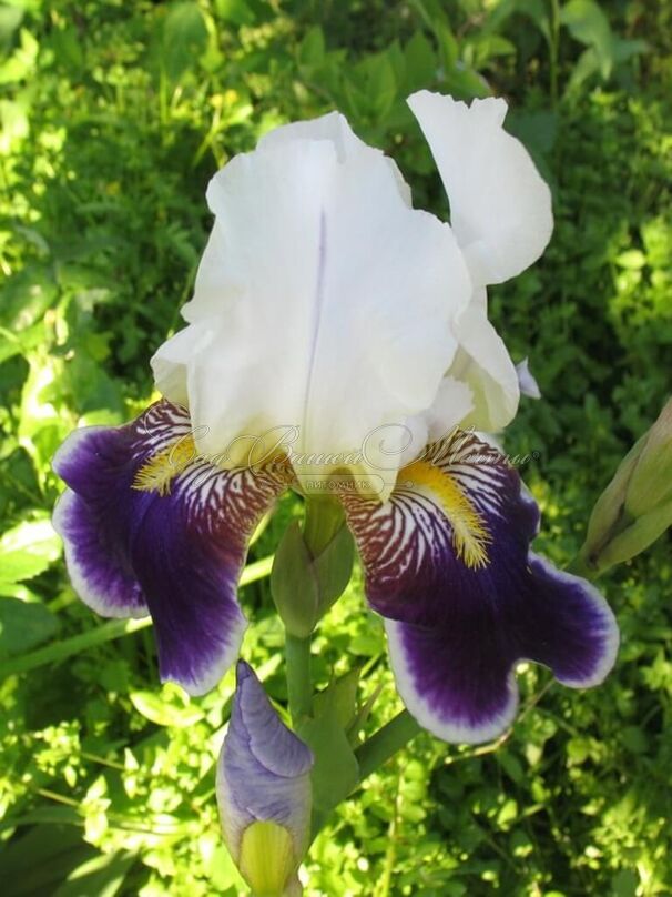 Ирис "Вабаш" (Iris Wabash) — фото 5