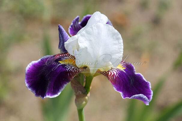 Ирис "Вабаш" (Iris Wabash) — фото 6