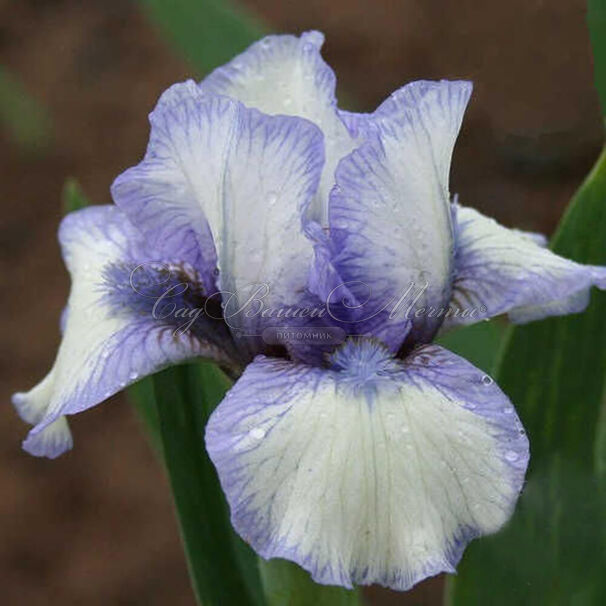 Ирис "Вивальди" (Iris Vivaldi) — фото 2