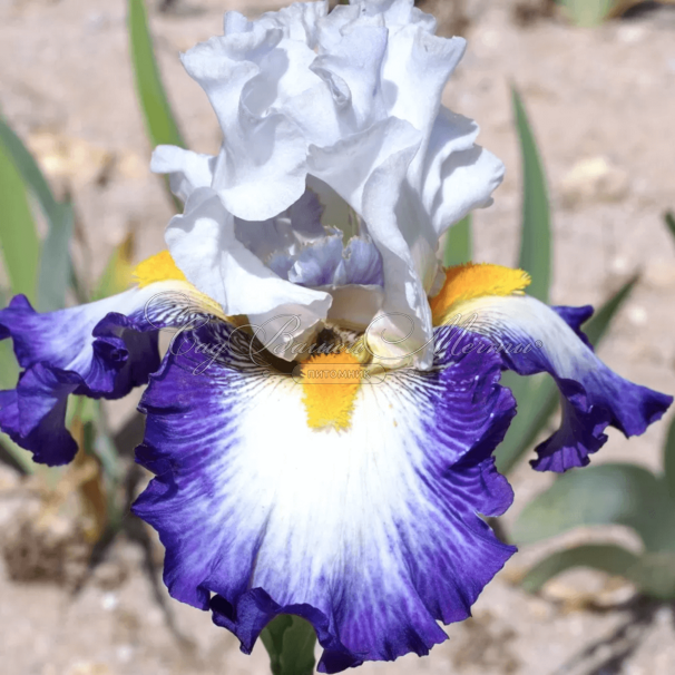 Ирис "Виргюль" (Iris Virgule) — фото 2