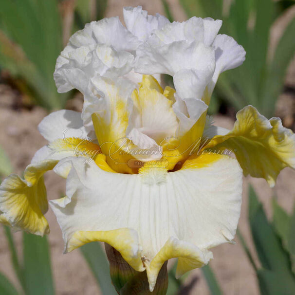 Ирис "Вуврэ" (Iris Vouvray) — фото 2