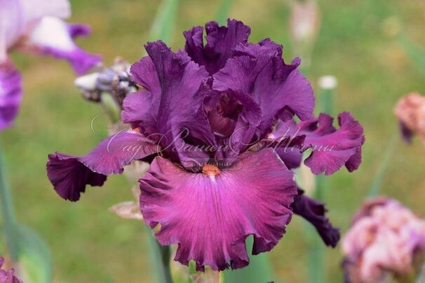 Ирис "Вэзиер" (Iris Vizier) — фото 5