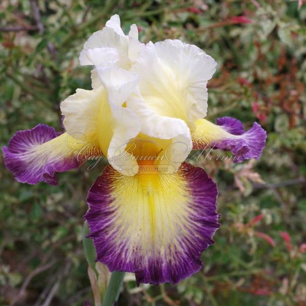 Ирис "Галопад" (Iris Galopade) — фото 2