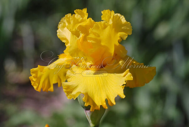 Ирис "Голд Галор" (Iris Gold Galore) — фото 4