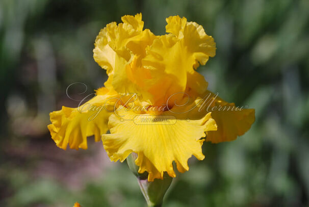 Ирис "Голд Галор" (Iris Gold Galore) — фото 4