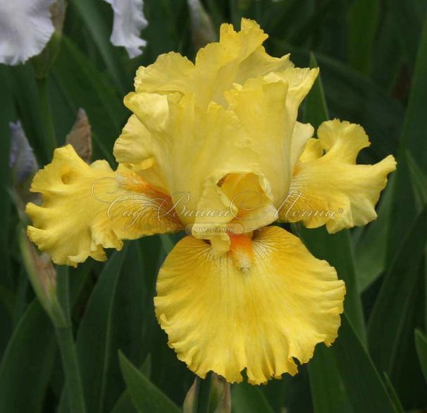 Ирис "Голдэн Иммортал" (Iris Golden Immortal) — фото 2