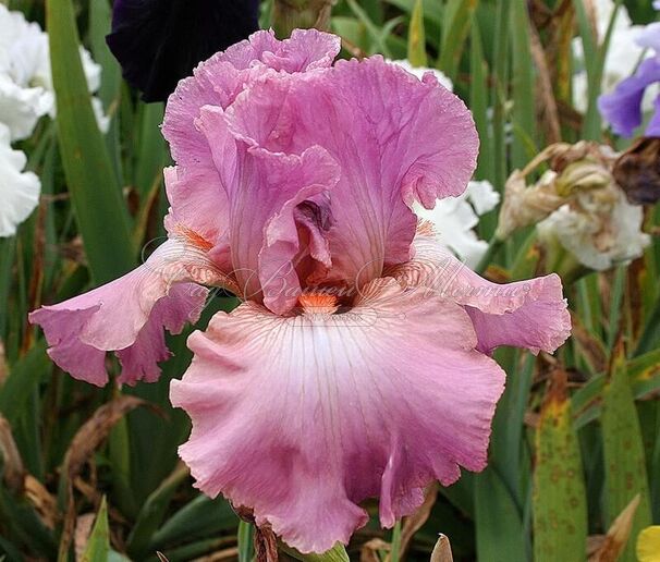 Ирис "Гортензия Роз" (Iris Hortensia Rose) — фото 2