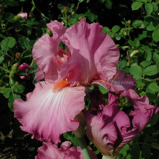 Ирис "Гортензия Роз" (Iris Hortensia Rose) — фото 3