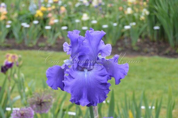 Ирис "Гранд Амирал" (Iris Grand Amiral) — фото 2