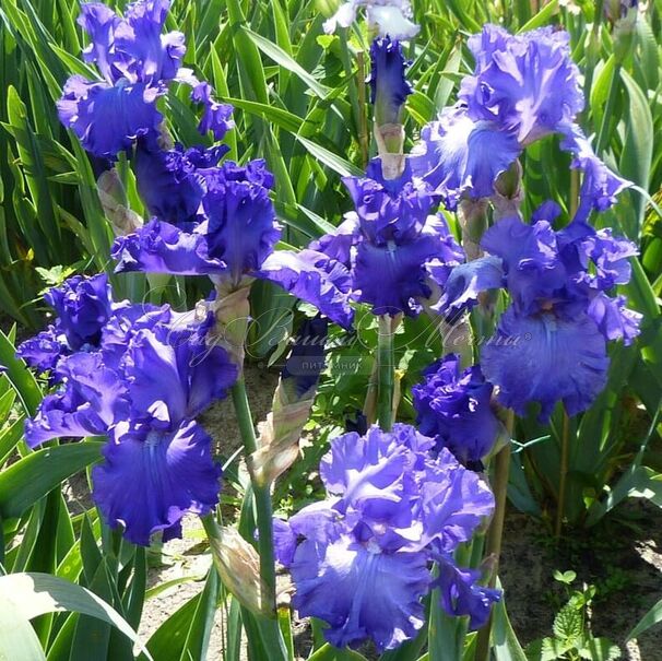 Ирис "Гранд Амирал" (Iris Grand Amiral) — фото 3