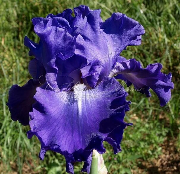 Ирис "Гранд Амирал" (Iris Grand Amiral) — фото 6