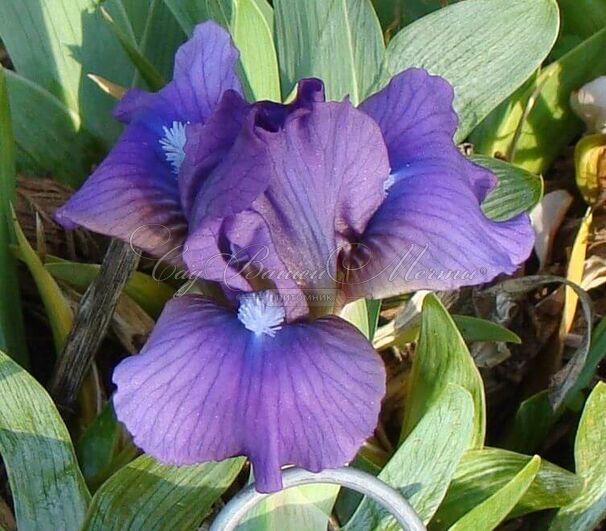 Ирис "Грейплит" (Iris Grapelet) — фото 2