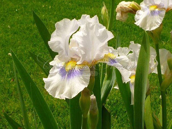 Ирис "Гриндельвальд" (Iris Grindelwald) — фото 2