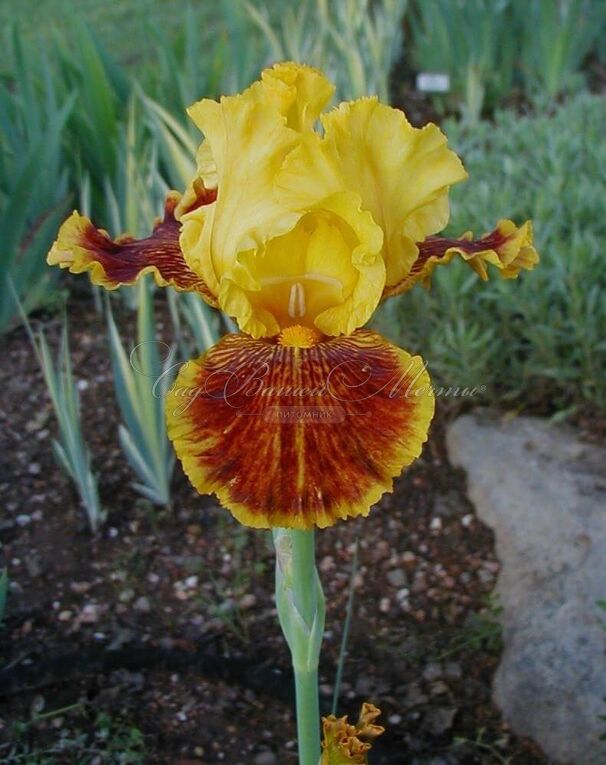 Ирис "Даззлинг Голд" (Iris Dazzling Gold) — фото 3